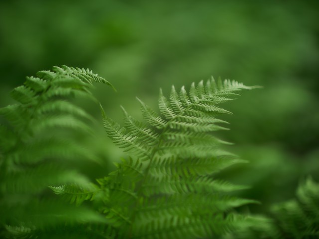 Voigtlander 29mm f08_33w.jpg