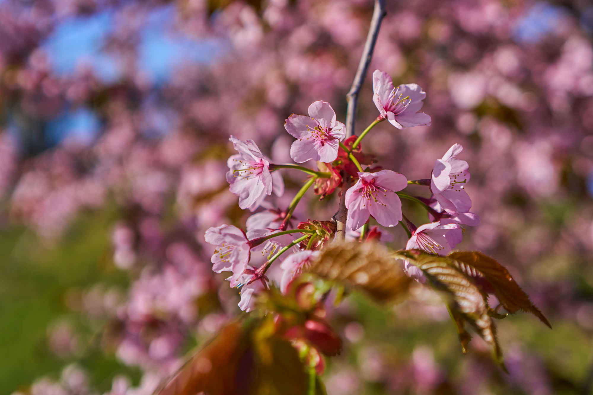 Samyang 35mm f1.8 P_blogg1.jpg