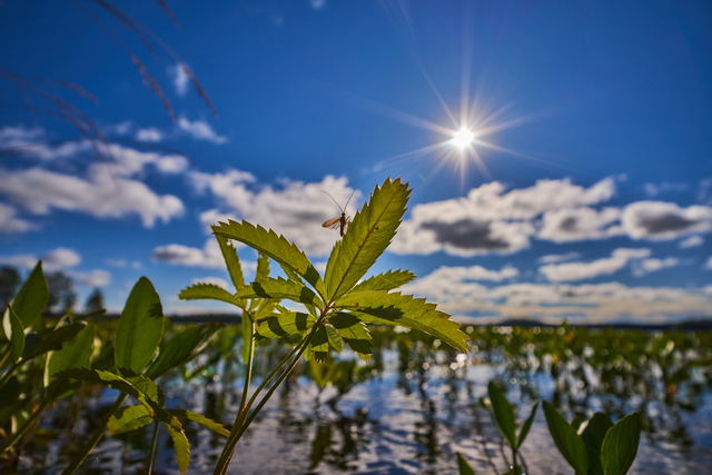 Laowa 12-24mm_25w.jpg