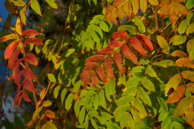 Sigma 20-200mm DG C_11w.jpg