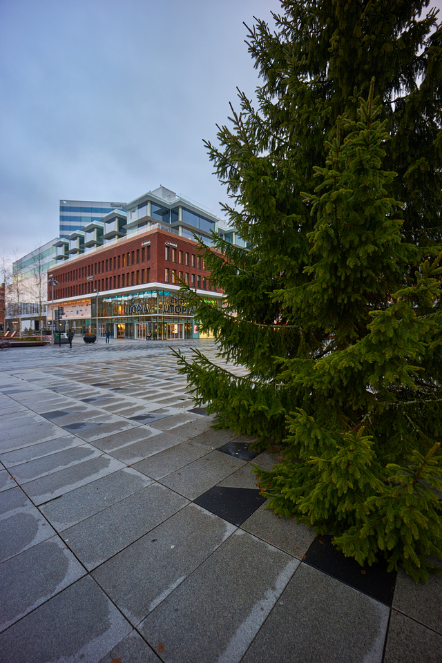 Samyang AF 14mm_ RF_16w.jpg