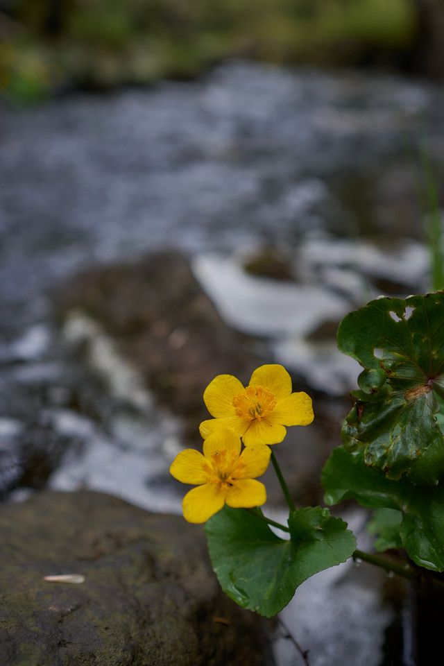 Samyang 35mm f1.8 P_29w.jpg