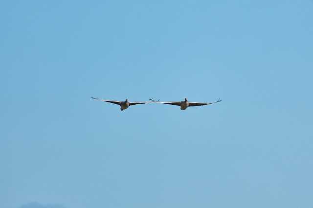 Sony RX 10 V_27w.jpg