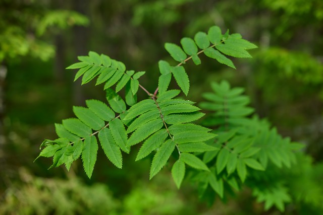 Panasonic S40mm_20w.jpg