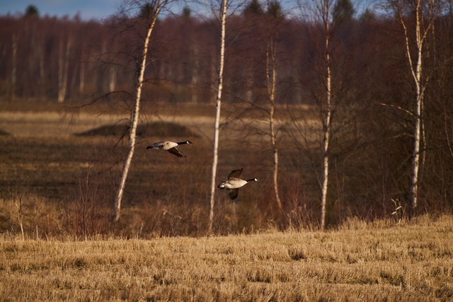 Sigma 300-600mm f4_2w.jpg