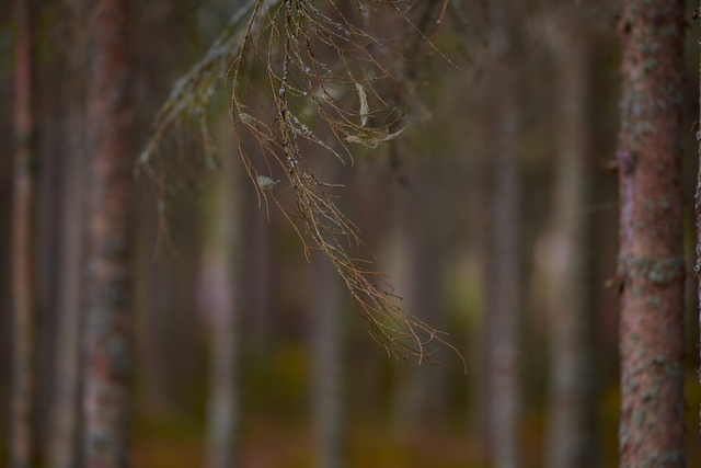 Nikon 120-300 f2,8_5w.jpg