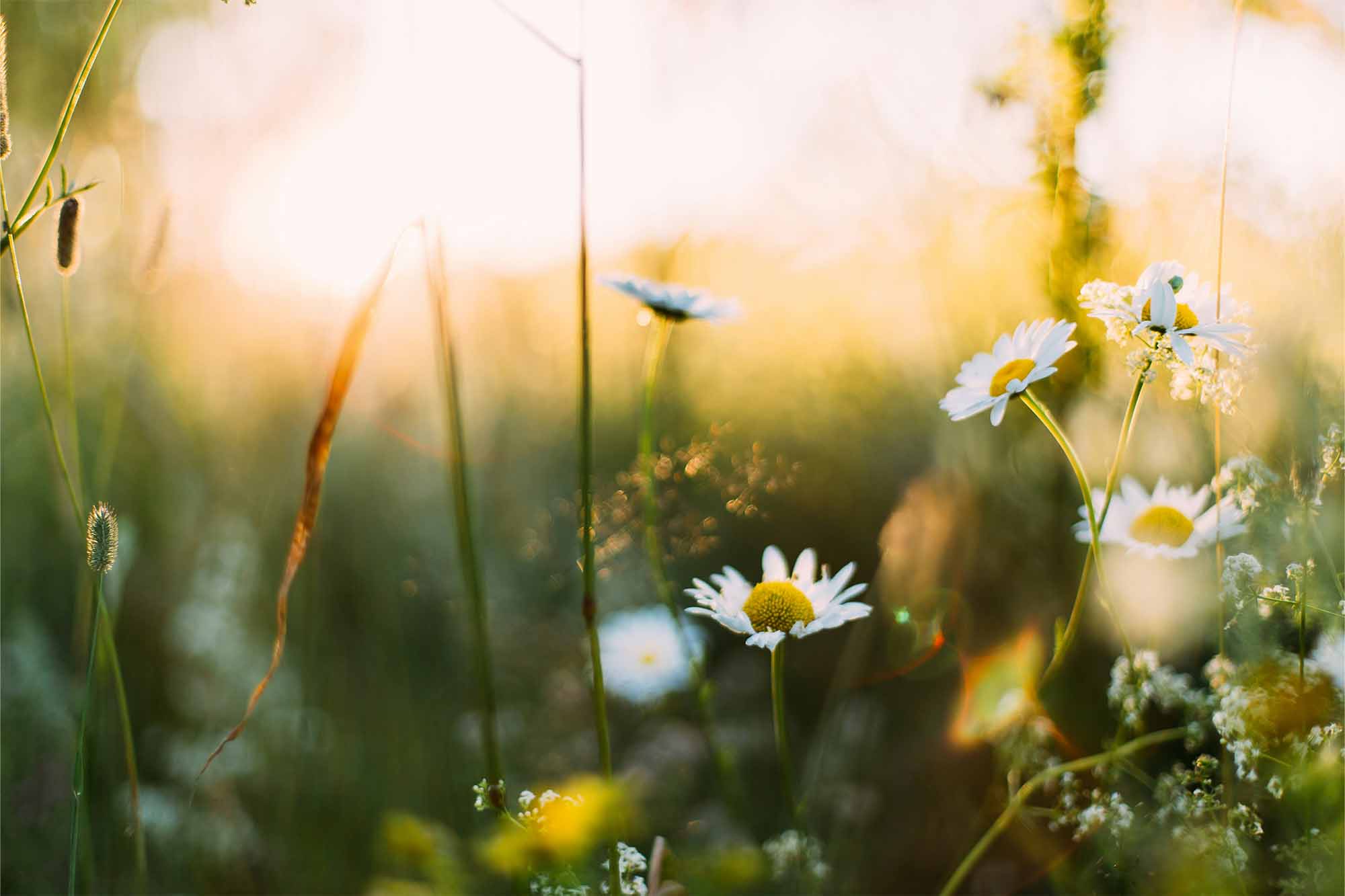 Midsommar_gourmetstål.jpg