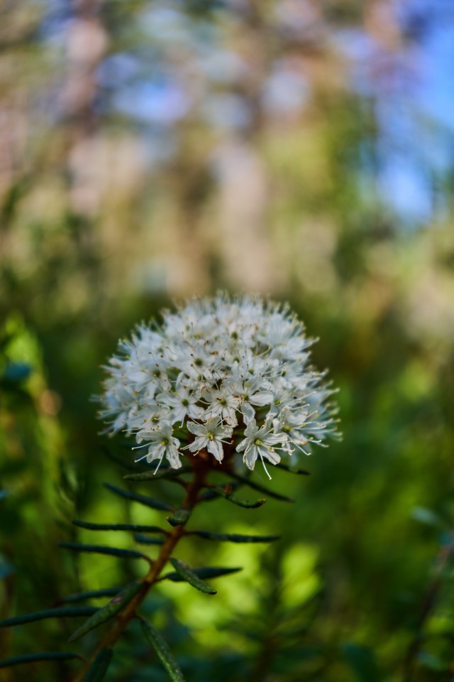 Canon EOS R6 V_13w.jpg