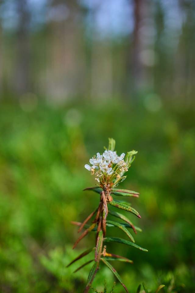 Panasonic S 40mm f2_27w.jpg