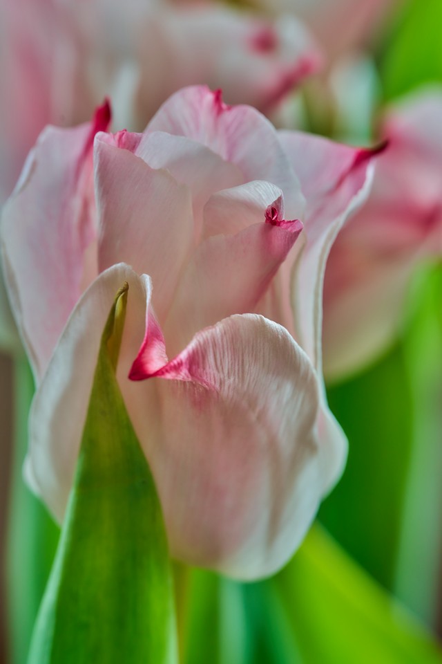 Laowa 180mm f4.5 Macro_11w.jpg