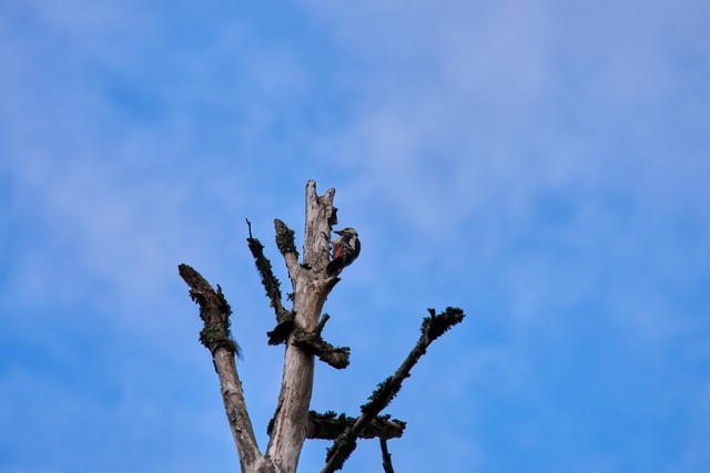 Sigma 20-200mm DG C_39w.jpg