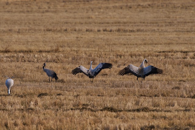 Sigma 300-600mm f4_7w.jpg