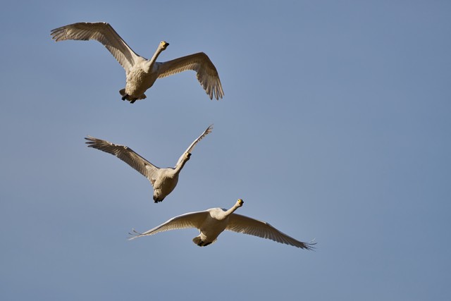Sigma 300-600mm f4_18w.jpg