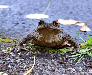 DSC_9044_blogg.jpg