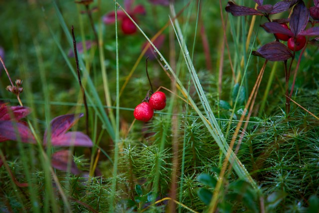 Sigma 20-200mm DG C_37w.jpg