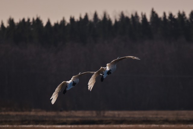 FujiFilm XF500mm f5.6_7w.jpg
