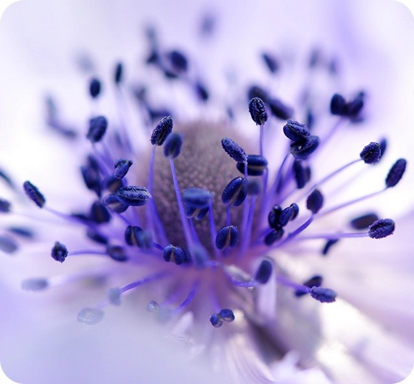 se-feature-macro-camera-pays-attention-to-the-tiny-details-399698400.jpg