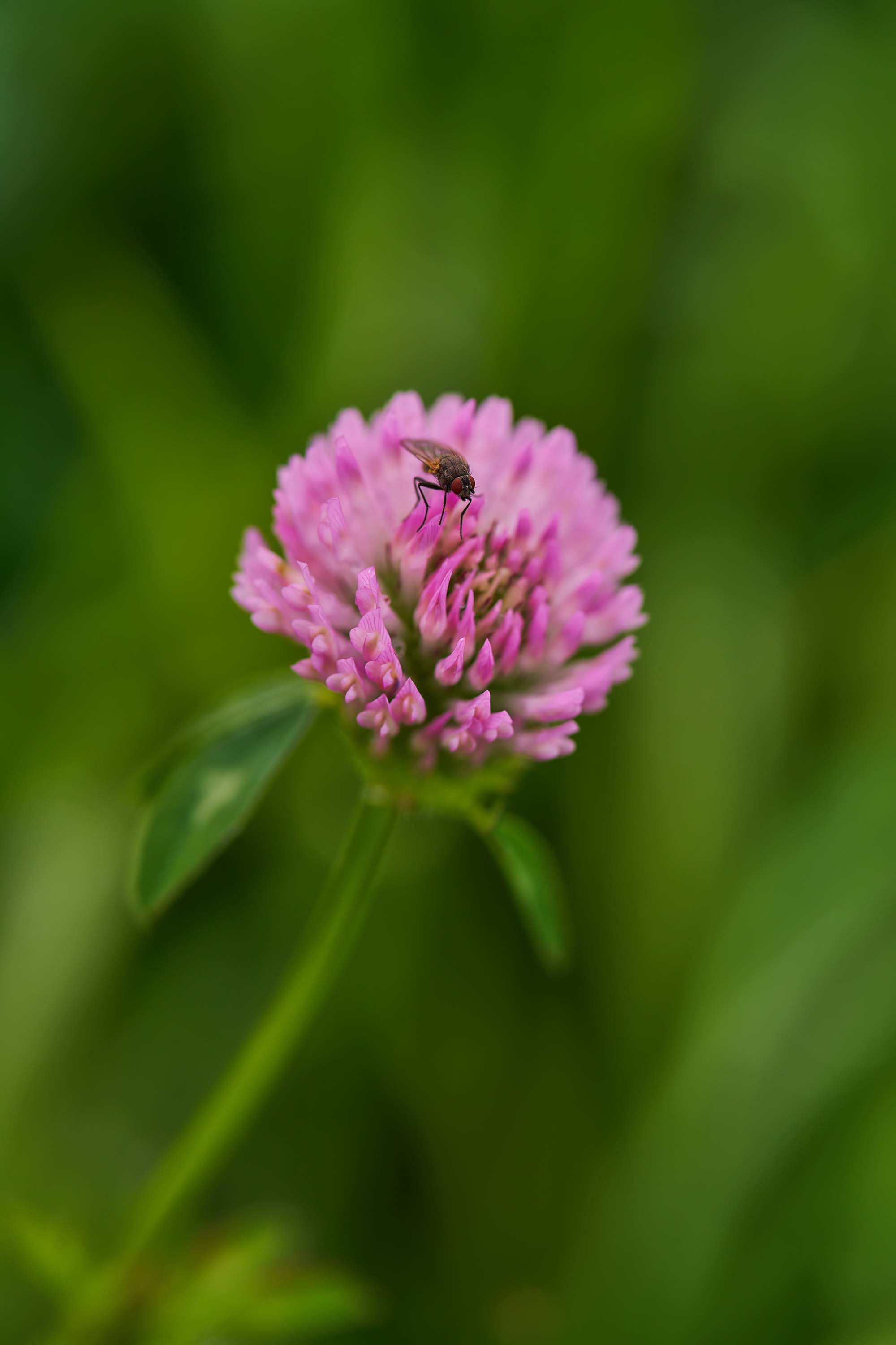 Sony FE 70-200 f4 II_10.jpg