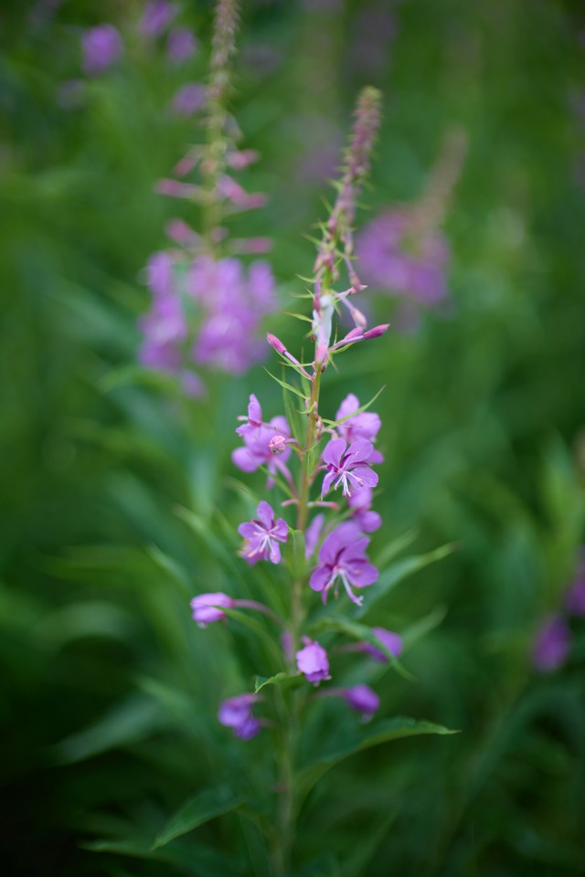 Canon RF 45mm f1.2 STM_5w.jpg