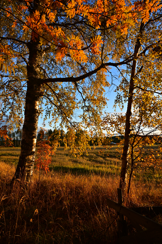 DSC_0360w.jpg