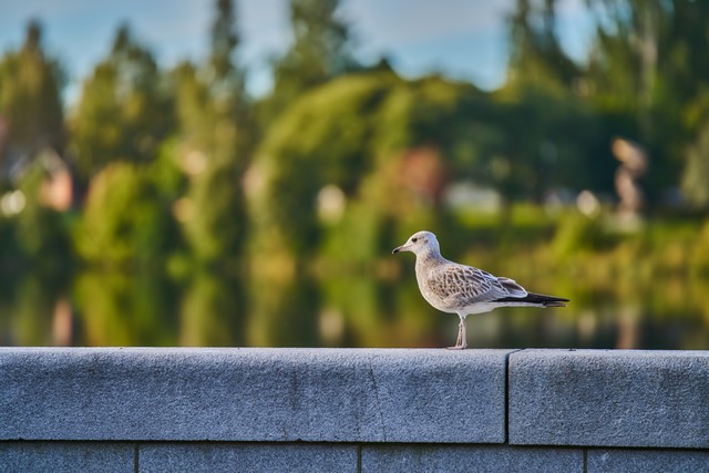 Samyang 60-180mm f2.8_16w.jpg