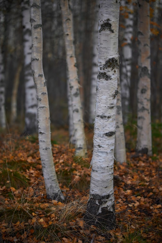 Viltrox 56mm f1.2_14w.jpg