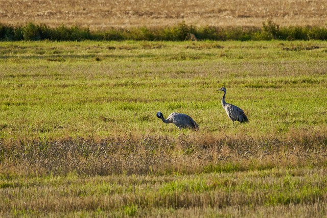 Sony FE 100-400 f5.6_f8 OSS_17w.jpg