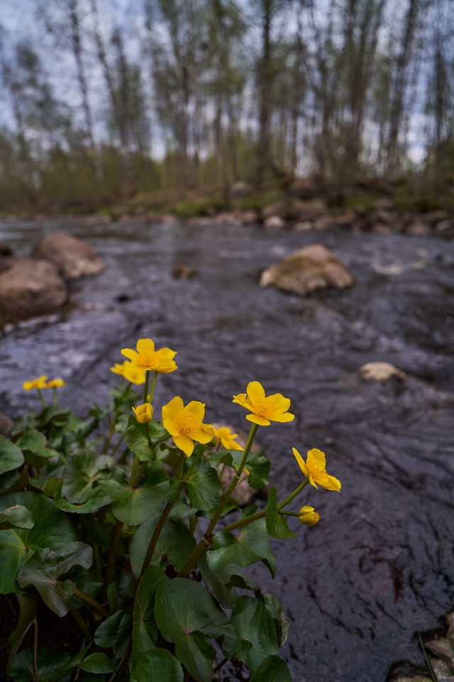 Samyang 14-24mm f2.8_26w.jpg