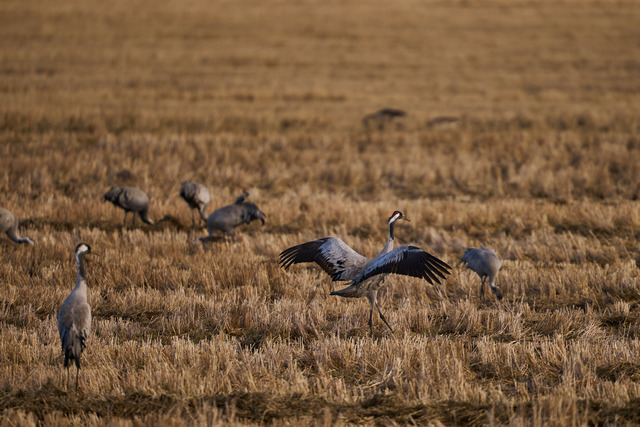 Sigma 300-600mm f4_22w.jpg