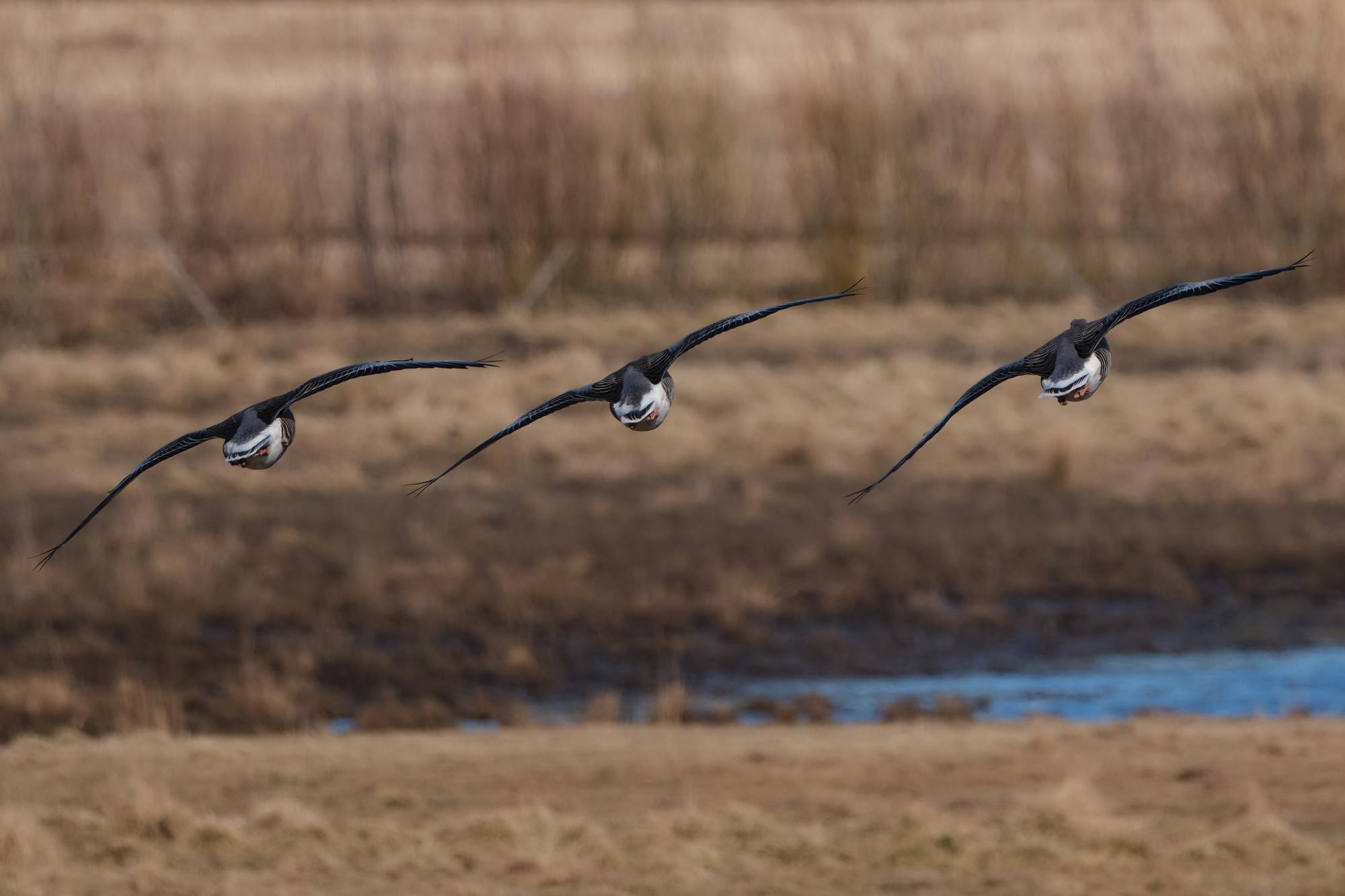 FujiFilm XF500mm f5.6_blogg4.jpg