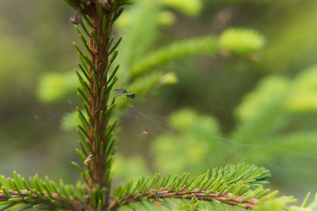 Sony A7R VI_34w.jpg