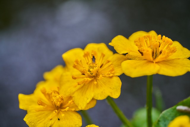 Laowa 58mm Macro 2x_15w.jpg