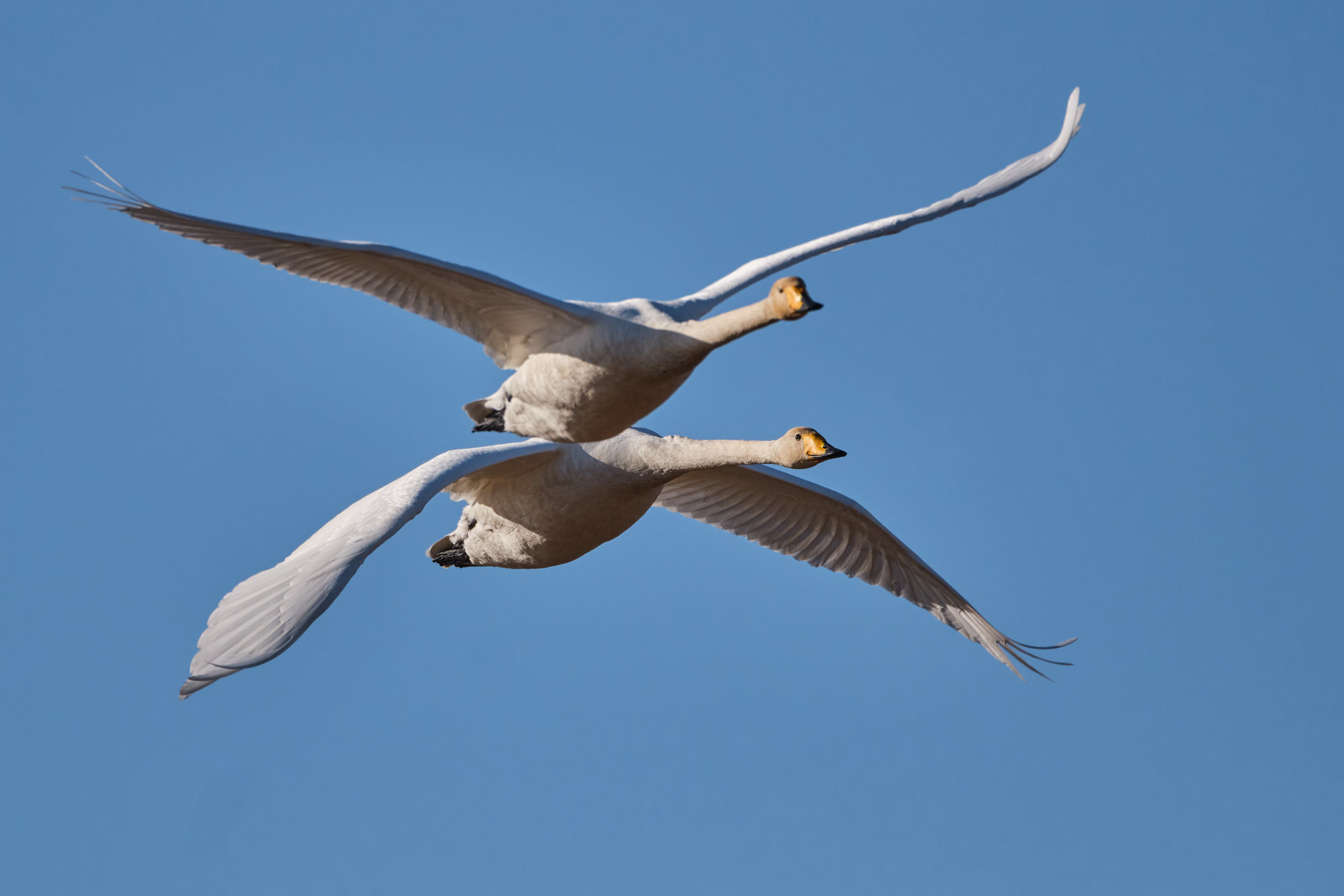 FujiFilm XF500mm f5.6_blogg1.jpg