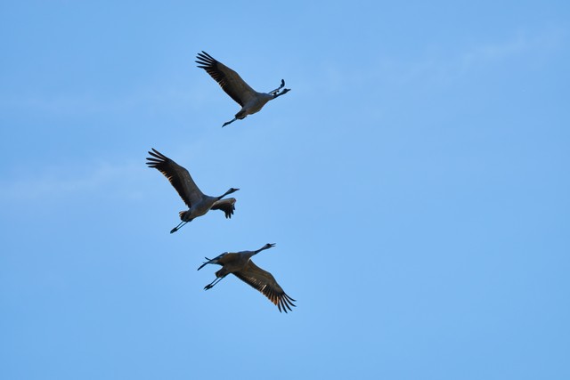 Sony FE 100-400 f5.6_f8 OSS_4w.jpg