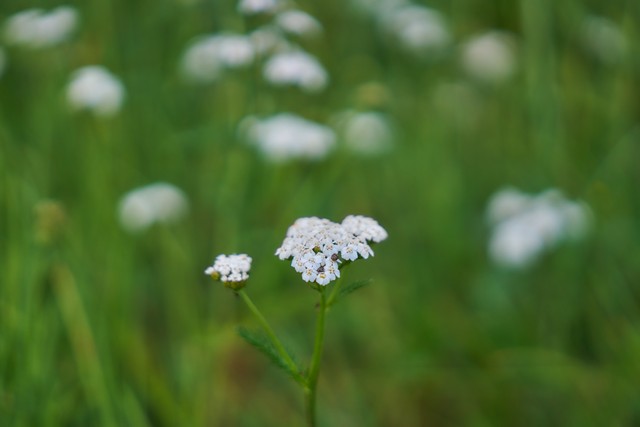 Sigma 17-40mm f1.8_2w.jpg