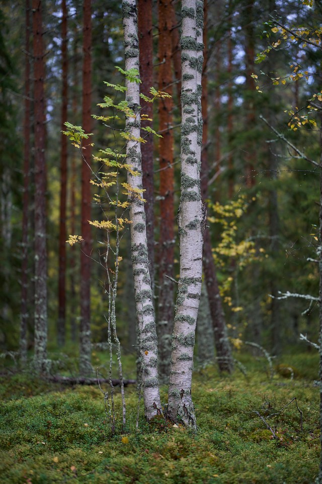 Sigma 85mm f1.2_1w.jpg