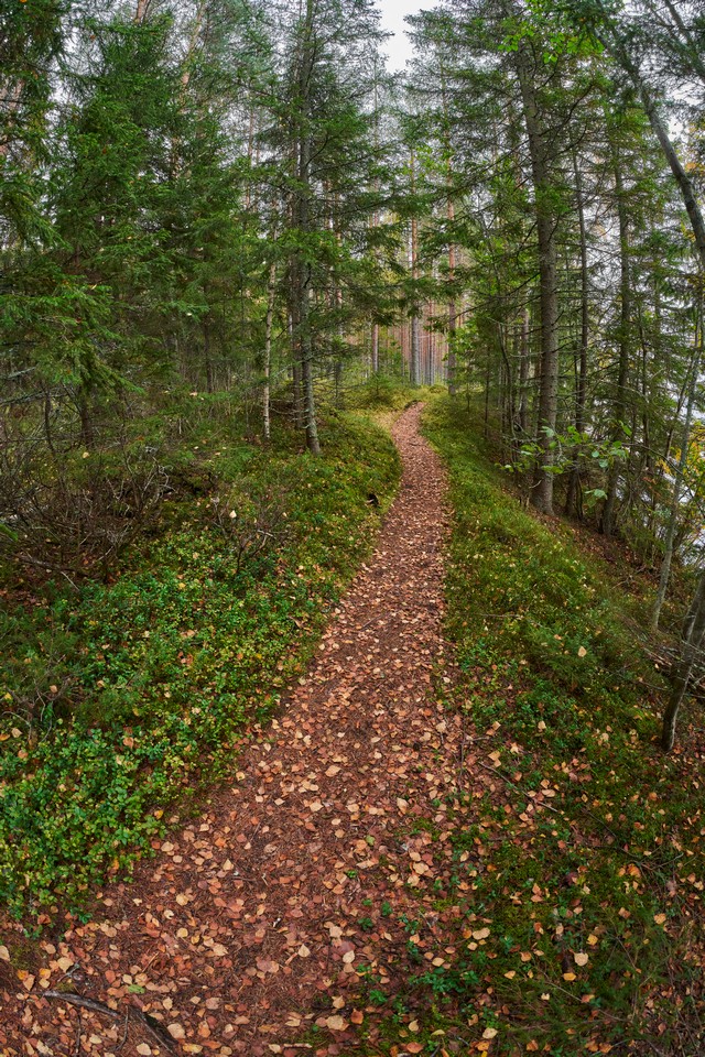 Sony FE 8-14mm f3.5 fisheye_19w.jpg