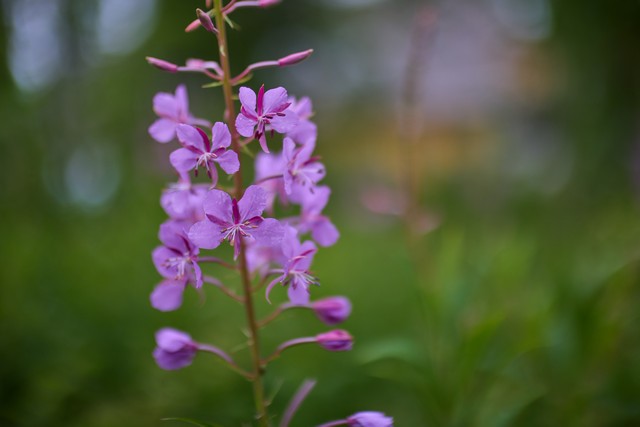 Canon RF 45mm f1.2 STM_18w.jpg