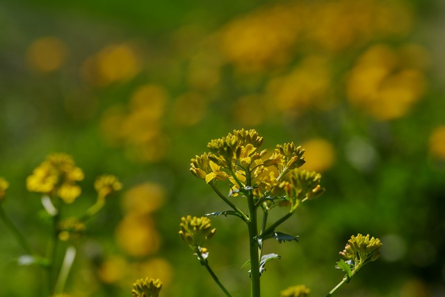 Laowa 90mm f2.8 macro_19w.jpg