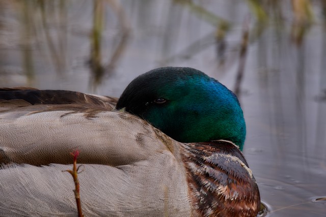 Panasonic S 100-400mm_20w.jpg