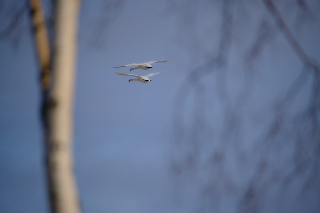 Fujifilm X-T4_24w.jpg
