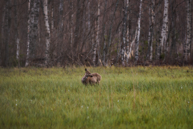 Nikon Z50 II_31w.jpg