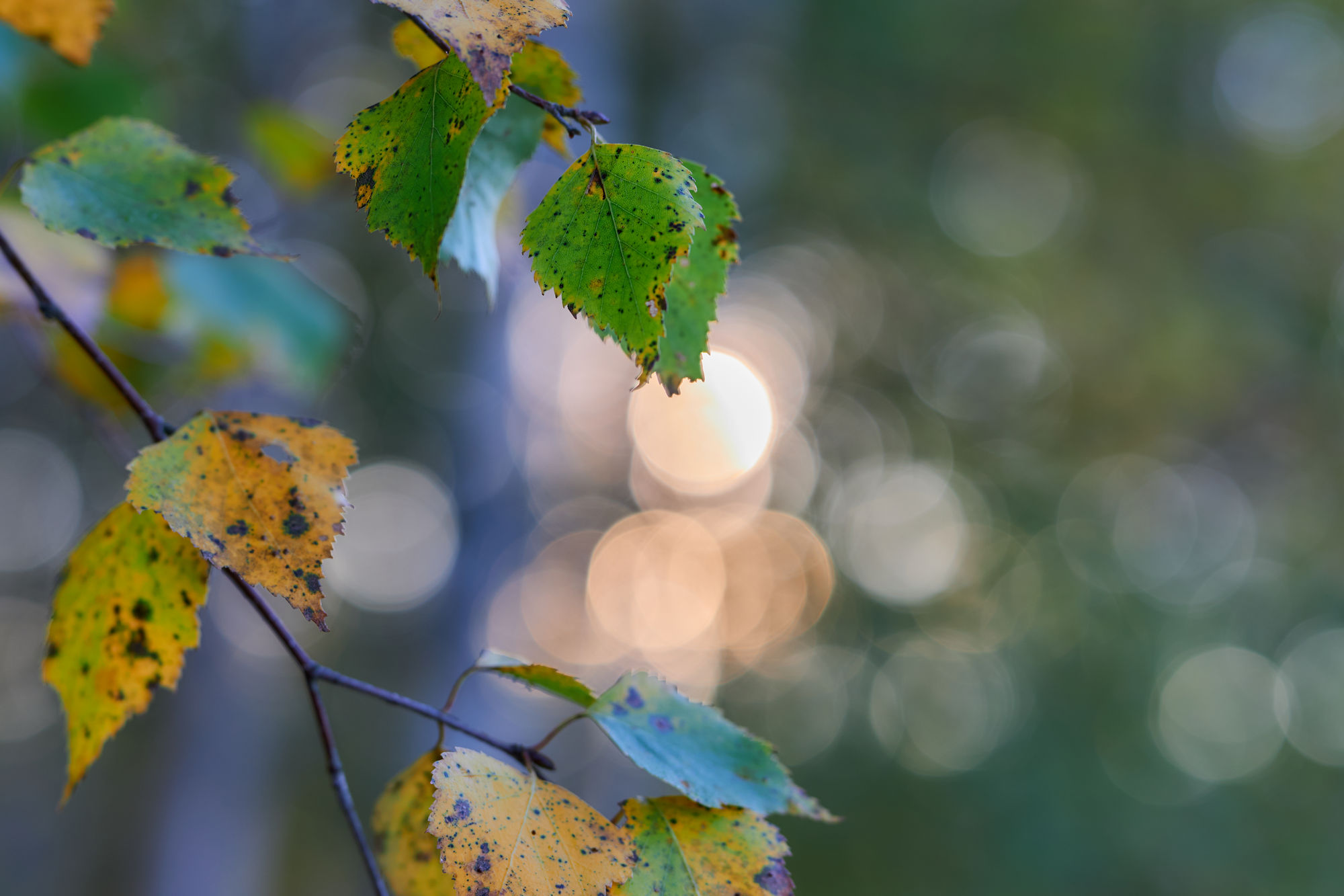 Canon RF 85mm f1.4 VCM_blogg1.jpg