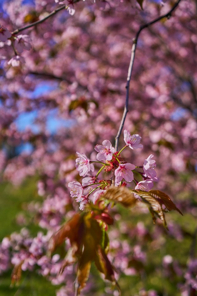 Samyang 35mm f1.8 P_18w.jpg