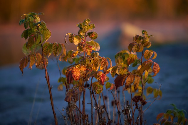 Viltrox 56mm f1.2_4w.jpg