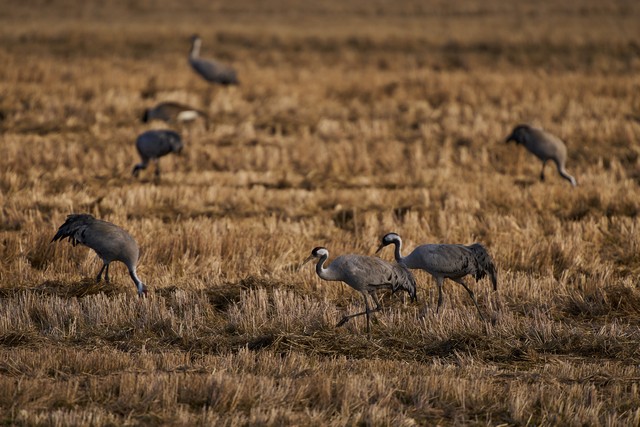 Sigma 300-600mm f4_8w.jpg