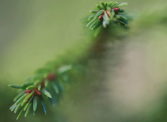 SAMYANG100MACRO.png