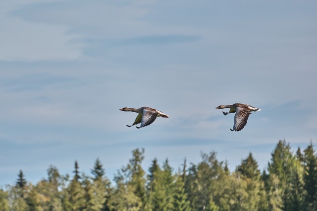 Sony RX 10 V_17w.jpg