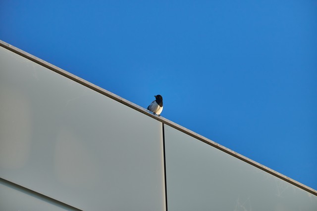 Viltrox 56mm f1.2_25w.jpg