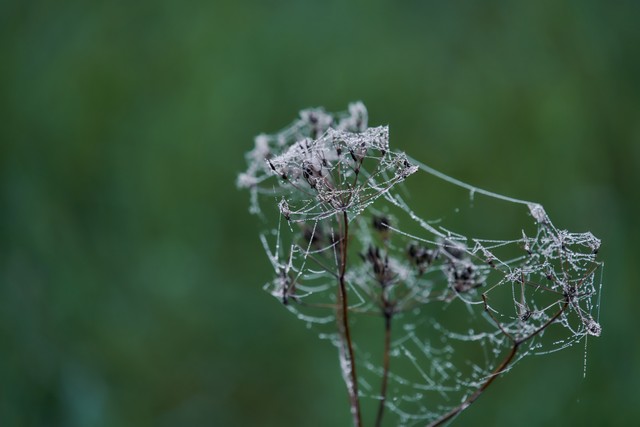 Sigma 20-200mm DG C_15w.jpg